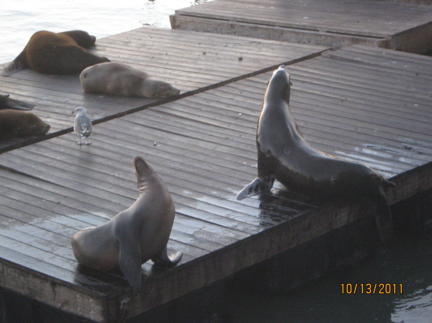 Photo Editor_Pier 39 111013k Sea Lions.JPG : (4) Fisherman's Wharf and Pier 39