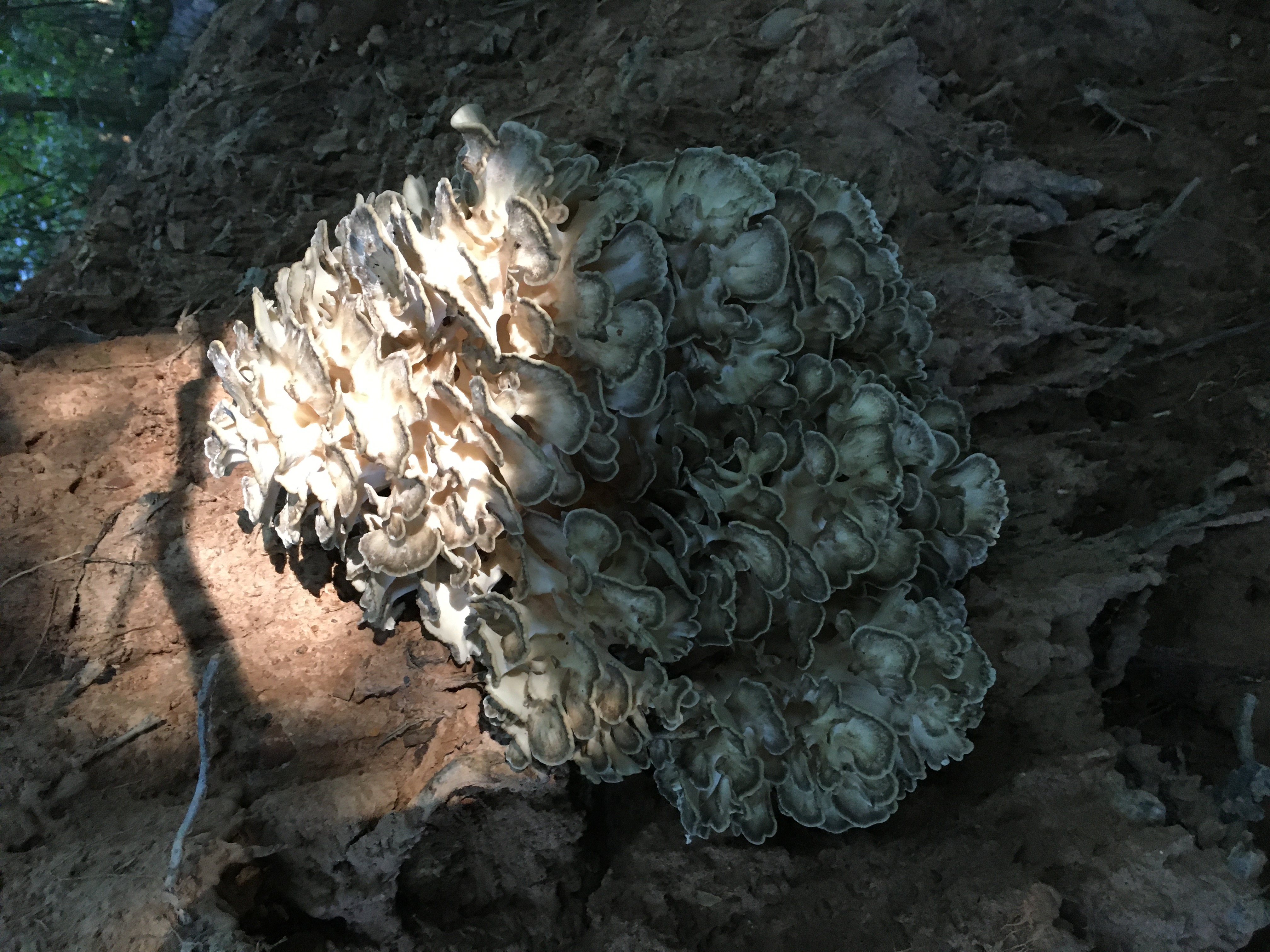 210919 Maitake.JPG