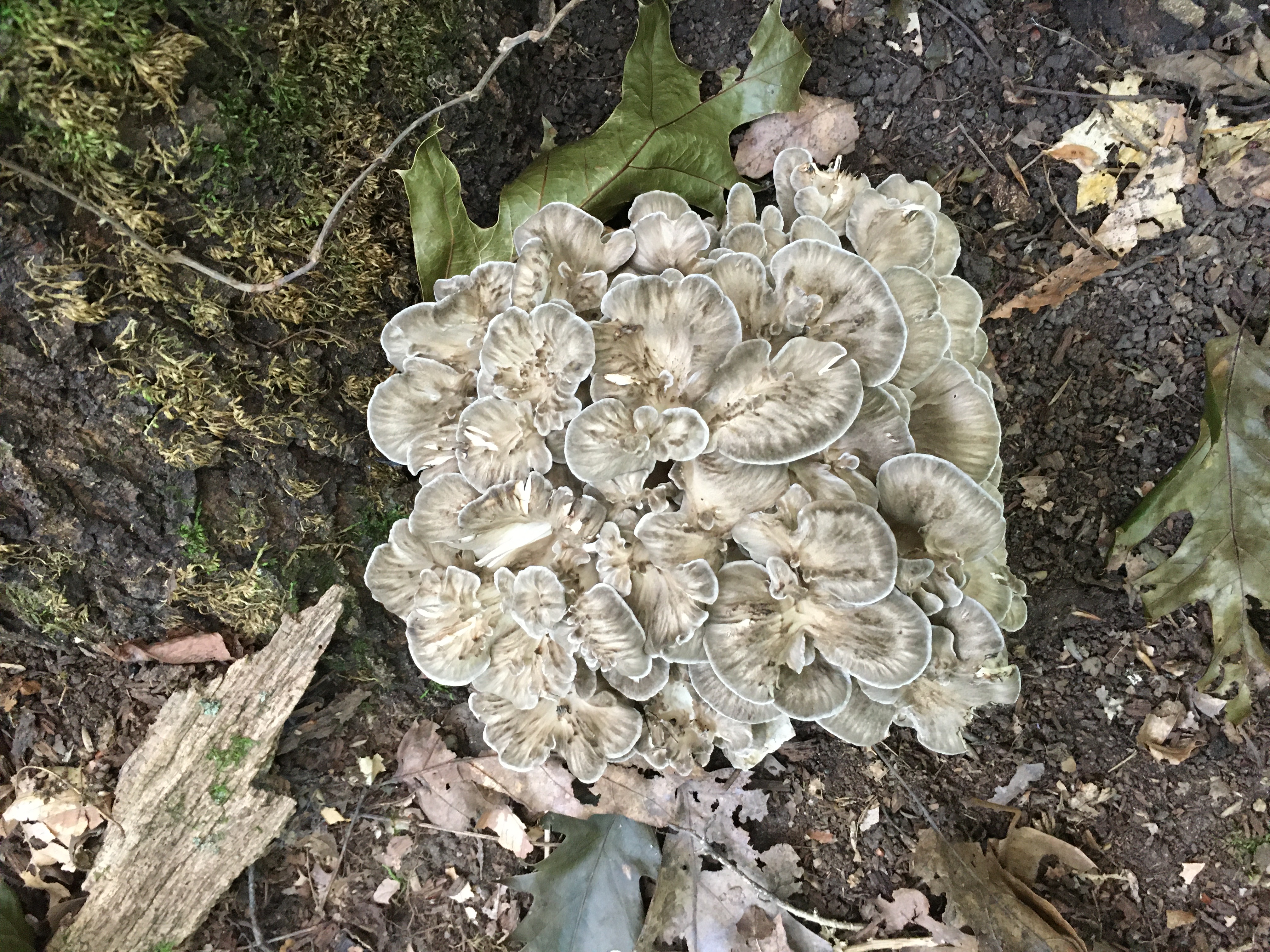 210921 Maitake on the trail toward the pond.JPG