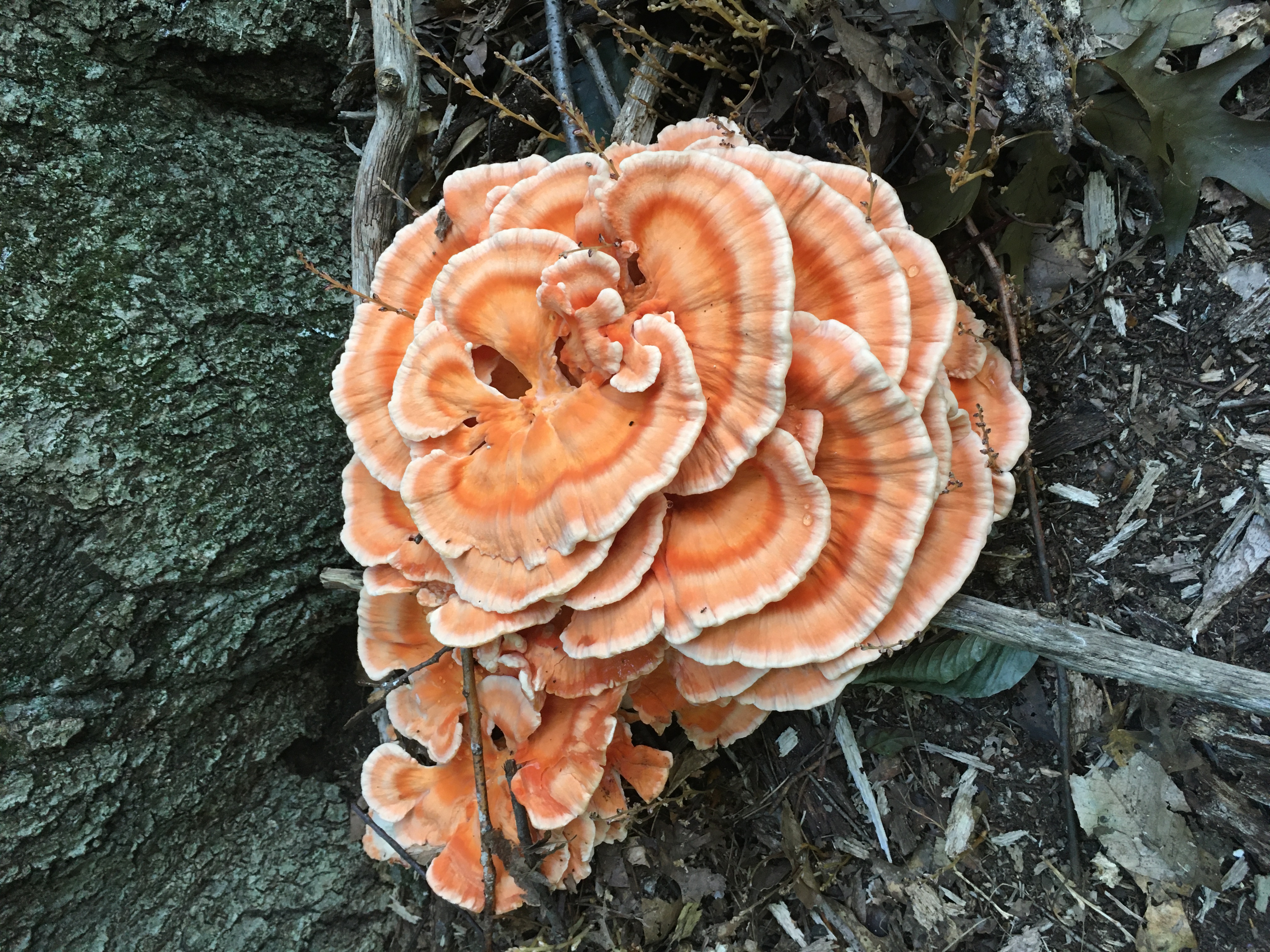 210921 chicken mushroom along the pond.JPG