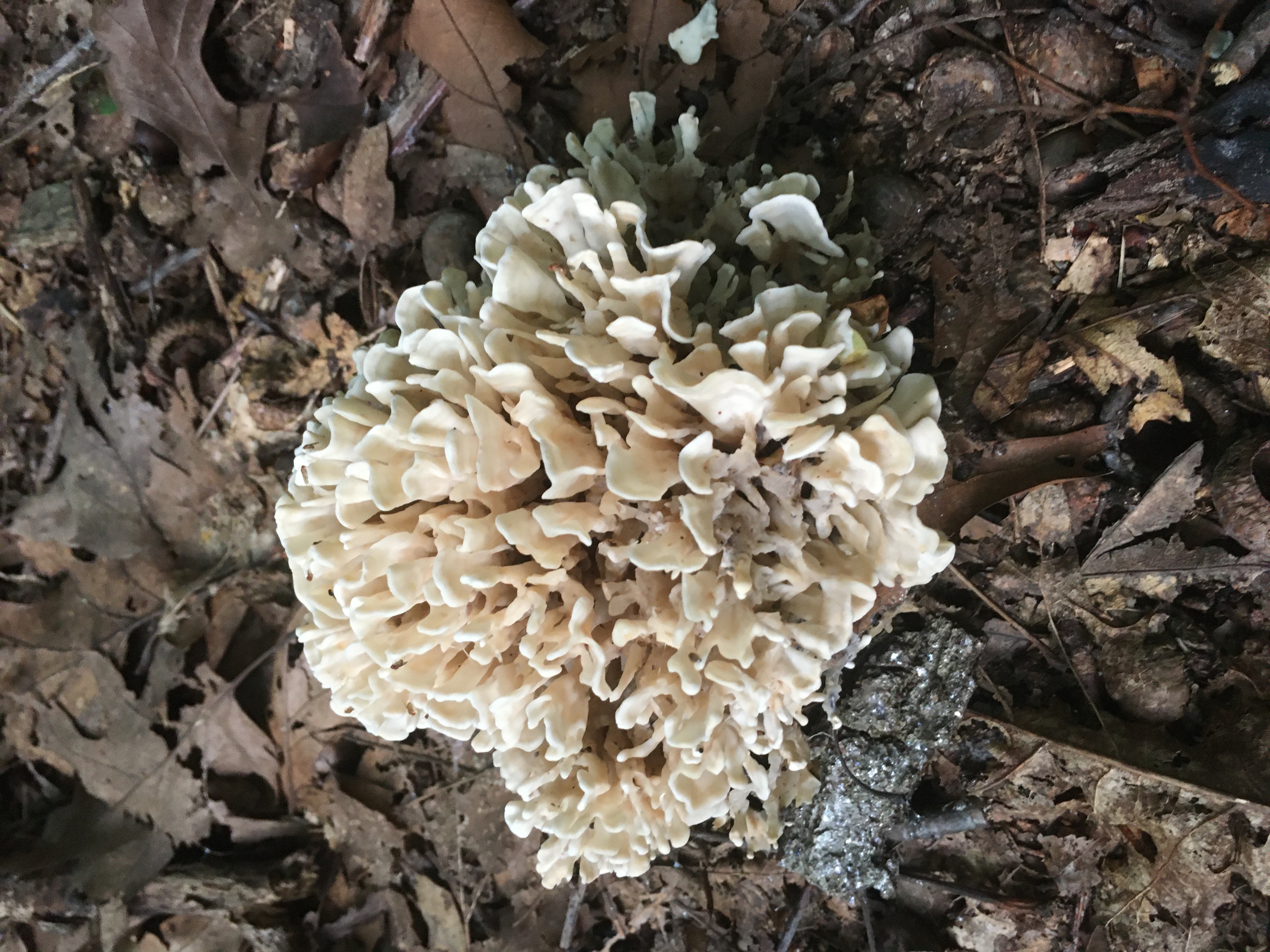 210826 Cauliflower Mushroom.JPG