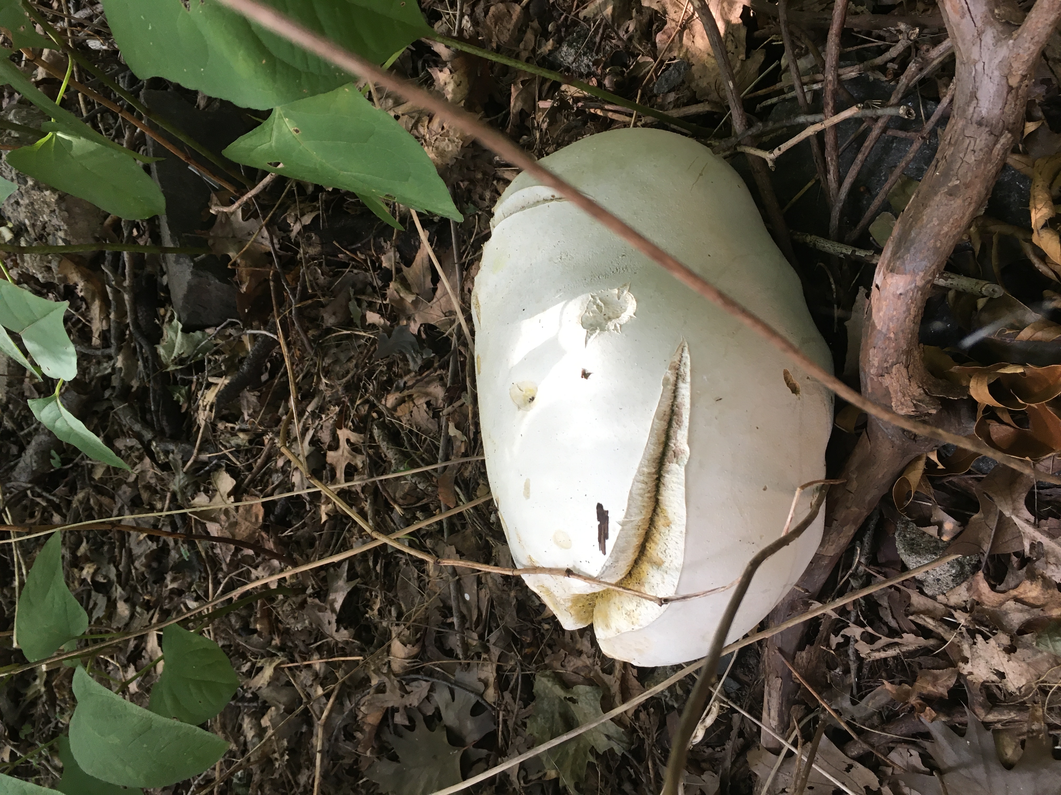 210921 Giant Puffball.JPG