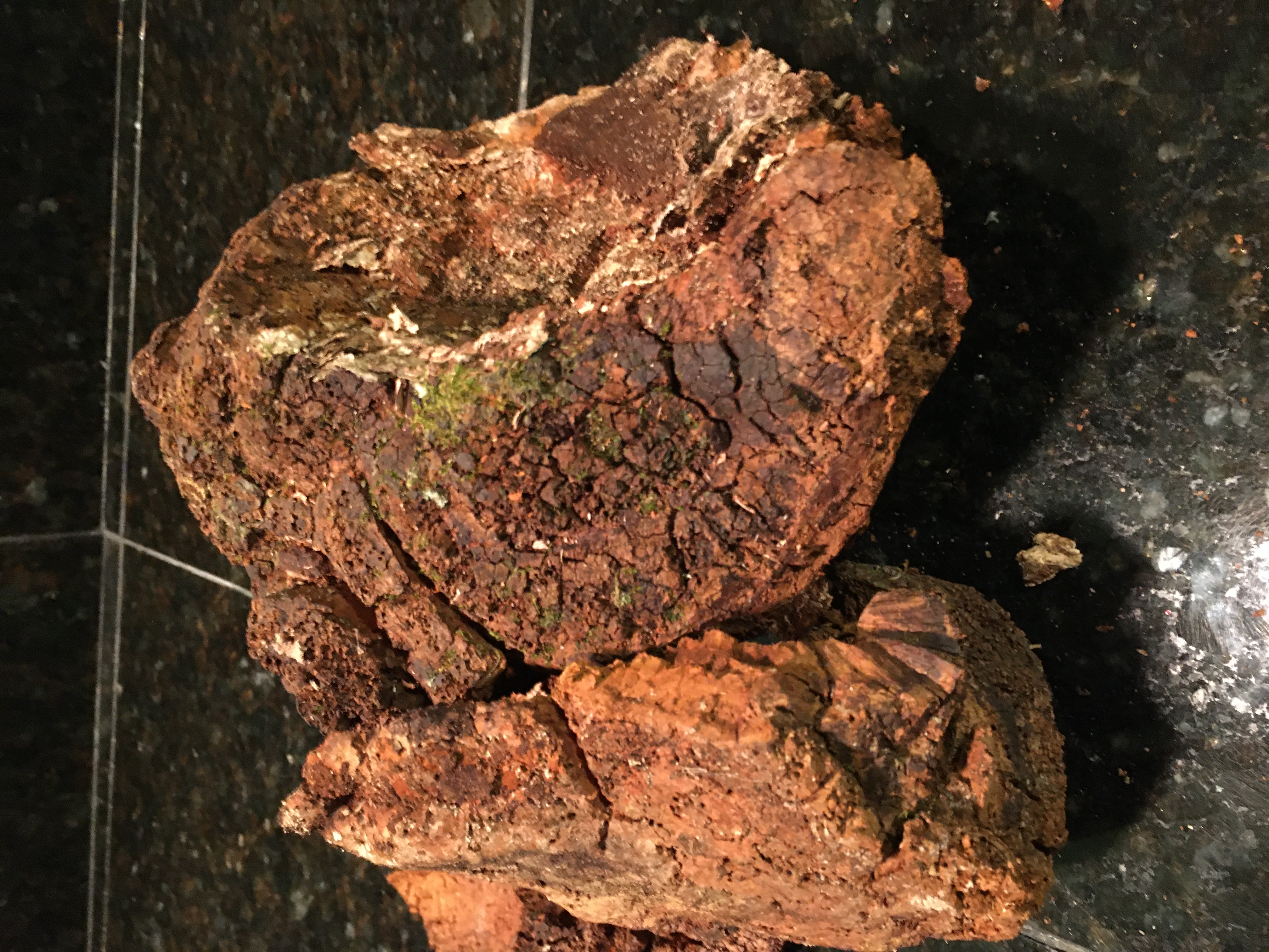 211126a Chaga Shenandoah.JPG