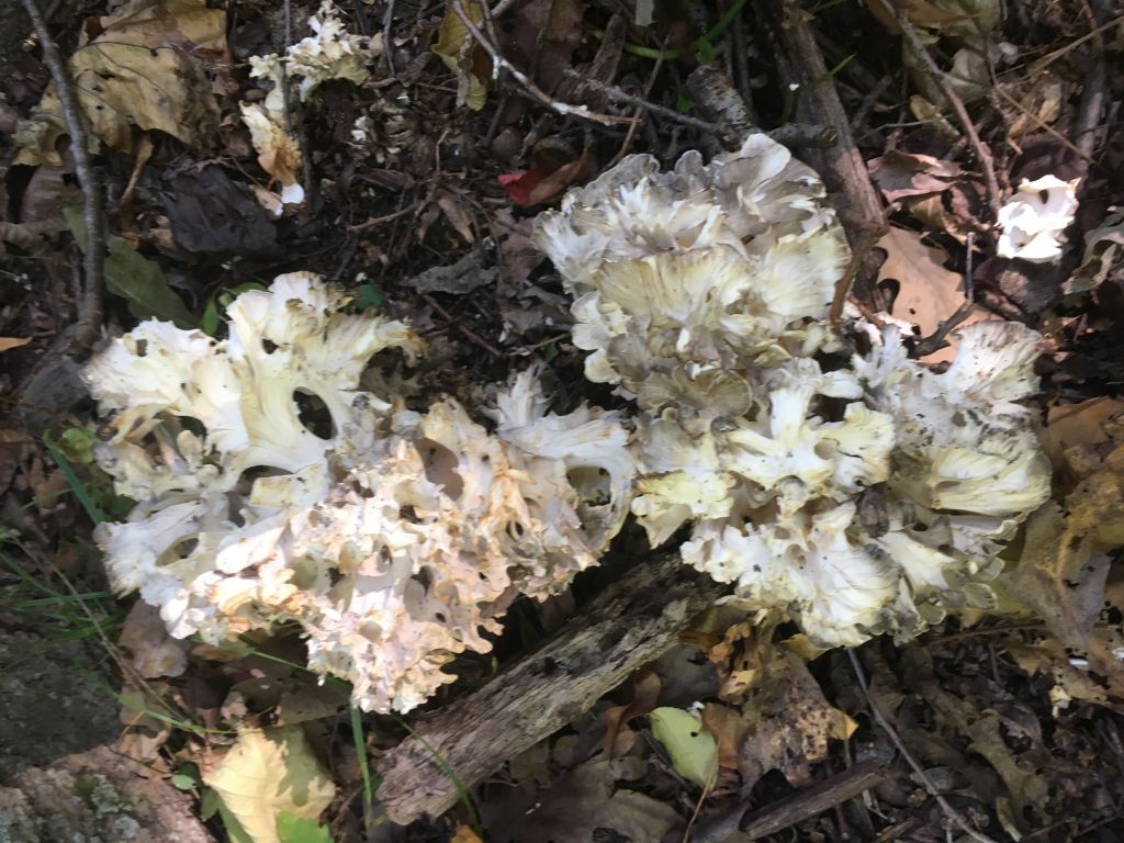 201009b Maitake find Flat Rock.JPG