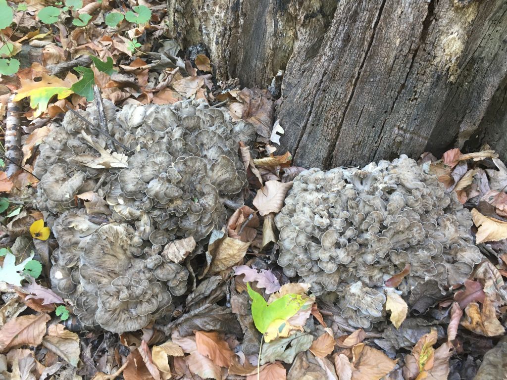 201008a Maitake find Tenafly.JPG