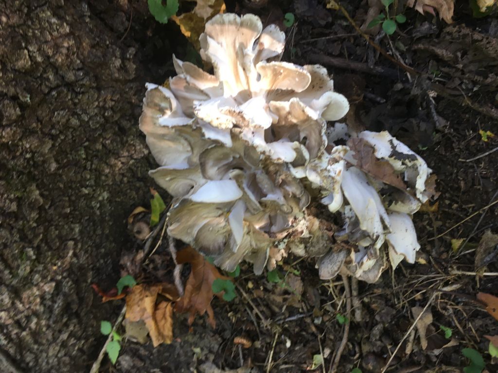 201009a Maitake find Flat Rock.JPG