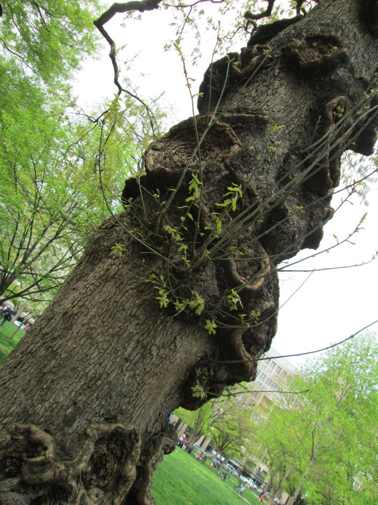 2015-04-19 13.57.25.jpg : Speaking at the Wilderness Ministry Sunday Service at the Franklin Square Park, Washington, D.C. on April 19, 2015