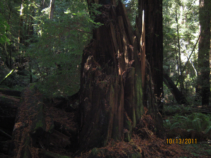 Photo Editor_111013l Muir Wood.JPG : San Francisco Trip (1) The Muir Woods Park