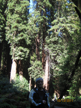 Photo Editor_111013g Muir Wood.JPG : San Francisco Trip (1) The Muir Woods Park
