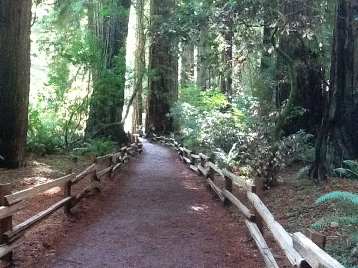 Photo Editor_490.JPG : San Francisco Trip (1) The Muir Woods Park