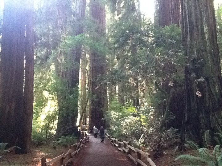 Photo Editor_488.JPG : San Francisco Trip (1) The Muir Woods Park