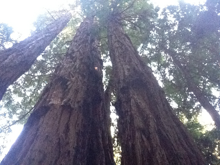 Photo Editor_487.JPG : San Francisco Trip (1) The Muir Woods Park