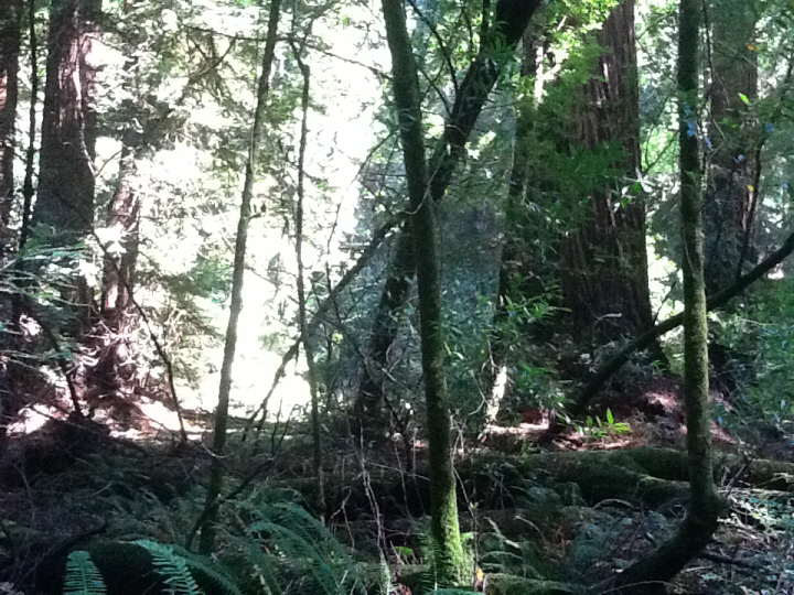 Photo Editor_467.JPG : San Francisco Trip (1) The Muir Woods Park