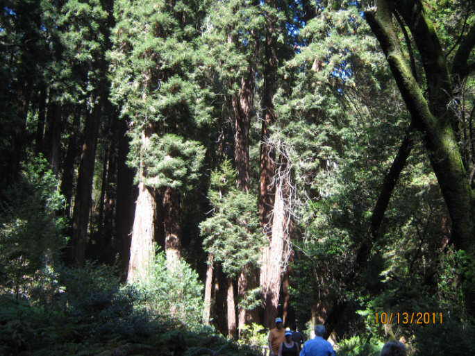 Photo Editor_111013f Muir Wood.JPG : San Francisco Trip (1) The Muir Woods Park