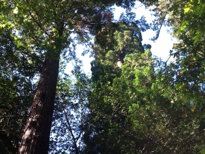 Photo Editor_455.JPG : San Francisco Trip (1) The Muir Woods Park