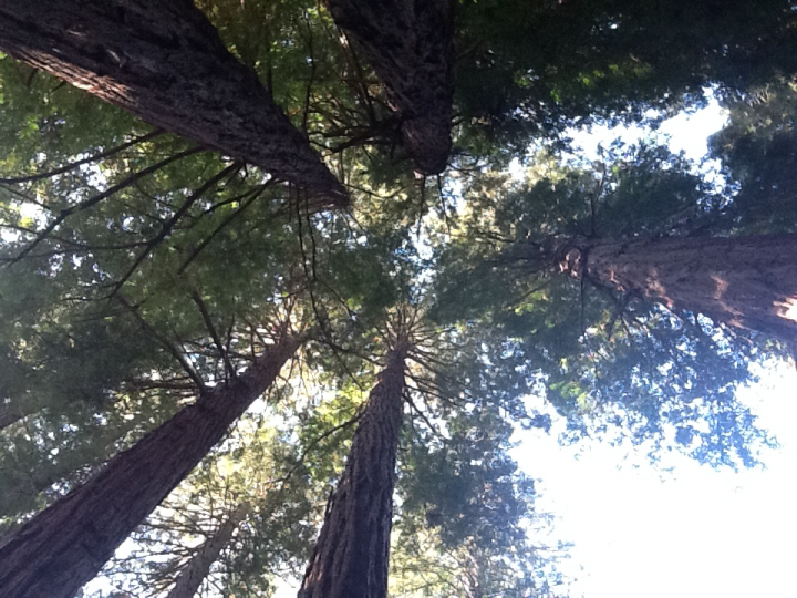 Photo Editor_491.JPG : San Francisco Trip (1) The Muir Woods Park