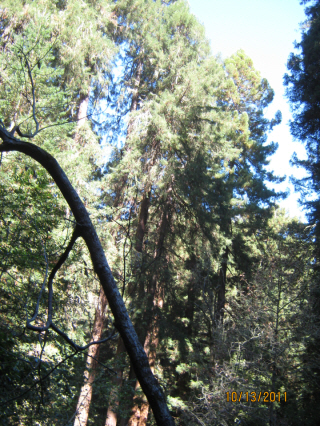 Photo Editor_111013k Muir Wood.JPG : San Francisco Trip (1) The Muir Woods Park