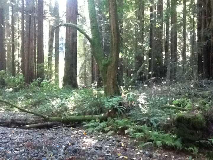 Photo Editor_481.JPG : San Francisco Trip (1) The Muir Woods Park
