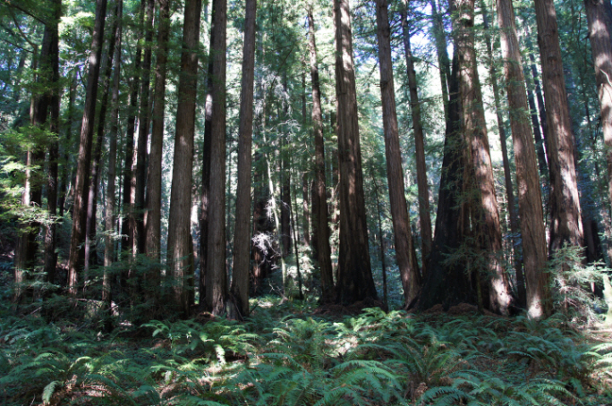 Photo Editor_111013bb Muir Wood.JPG : San Francisco Trip (1) The Muir Woods Park