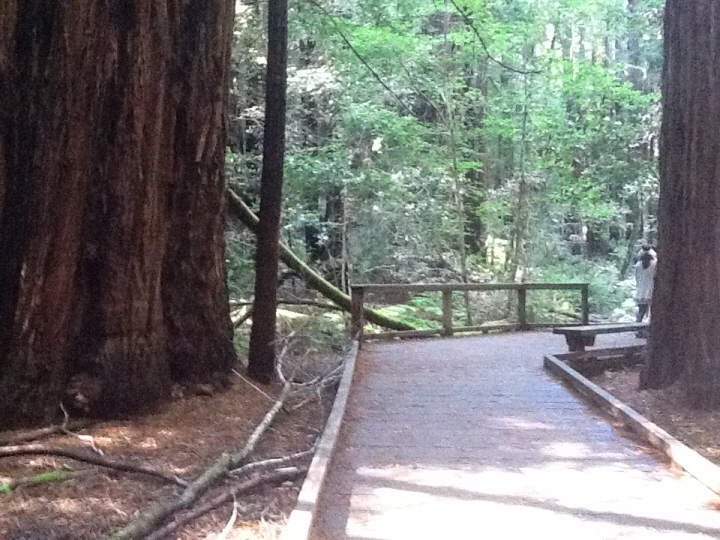 Photo Editor_502.JPG : San Francisco Trip (1) The Muir Woods Park