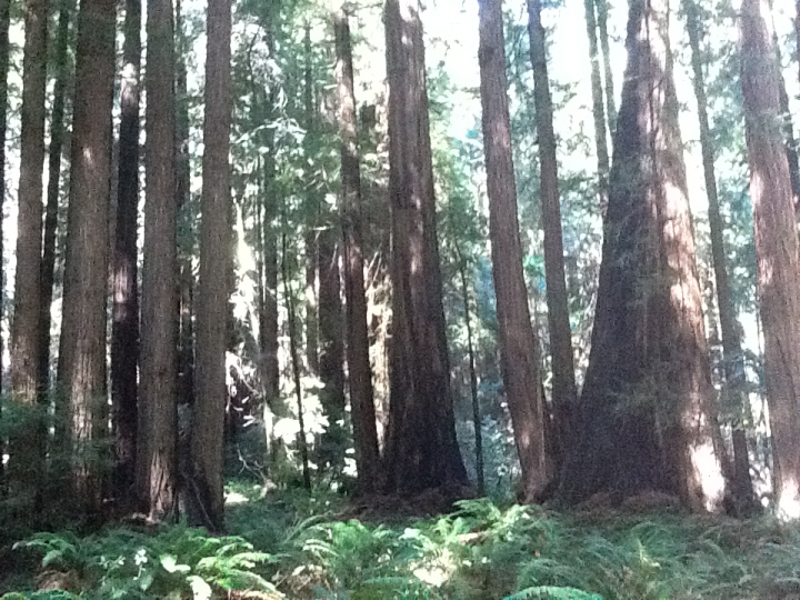 Photo Editor_469.JPG : San Francisco Trip (1) The Muir Woods Park