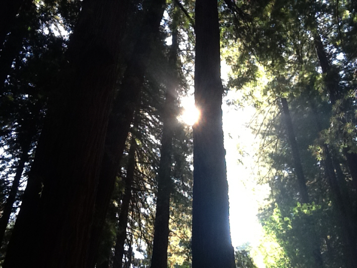 Photo Editor_472.JPG : San Francisco Trip (1) The Muir Woods Park