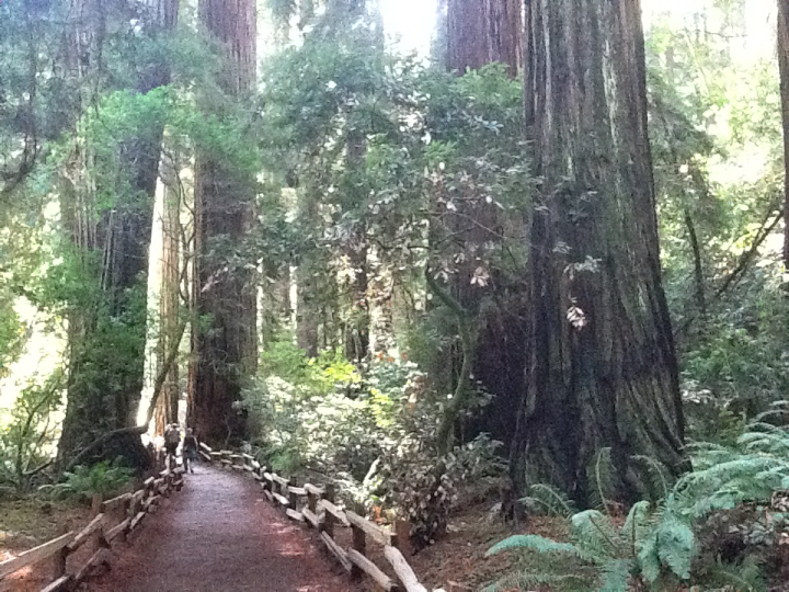 Photo Editor_489.JPG : San Francisco Trip (1) The Muir Woods Park
