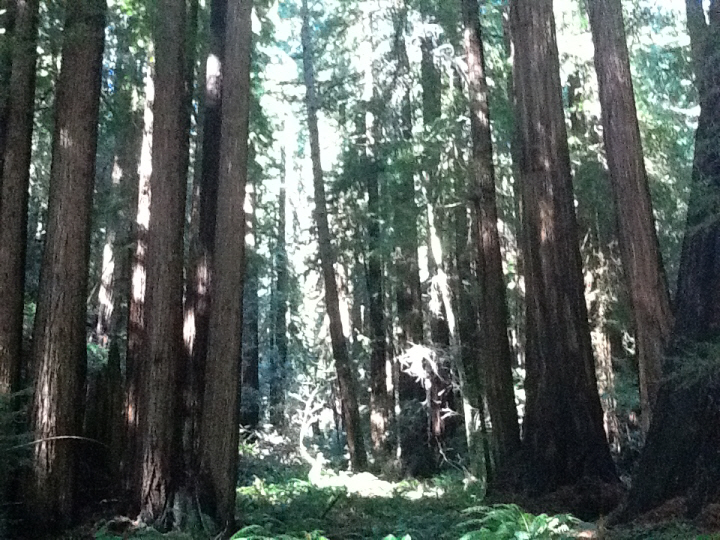 Photo Editor_470.JPG : San Francisco Trip (1) The Muir Woods Park