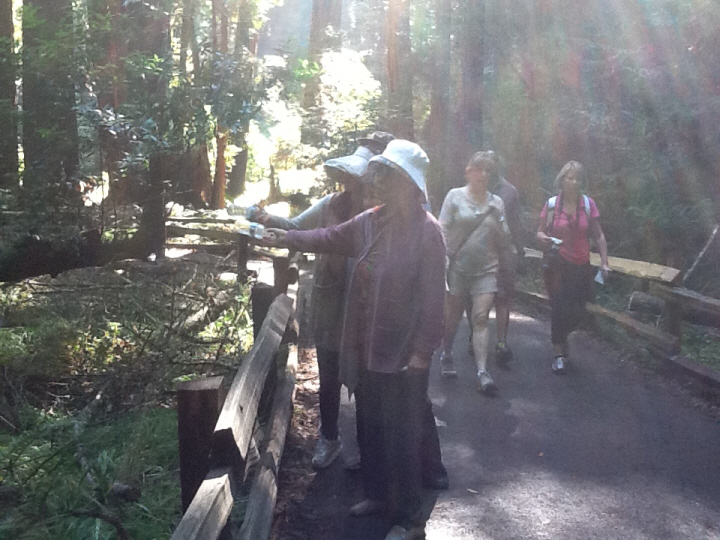Photo Editor_468.JPG : San Francisco Trip (1) The Muir Woods Park