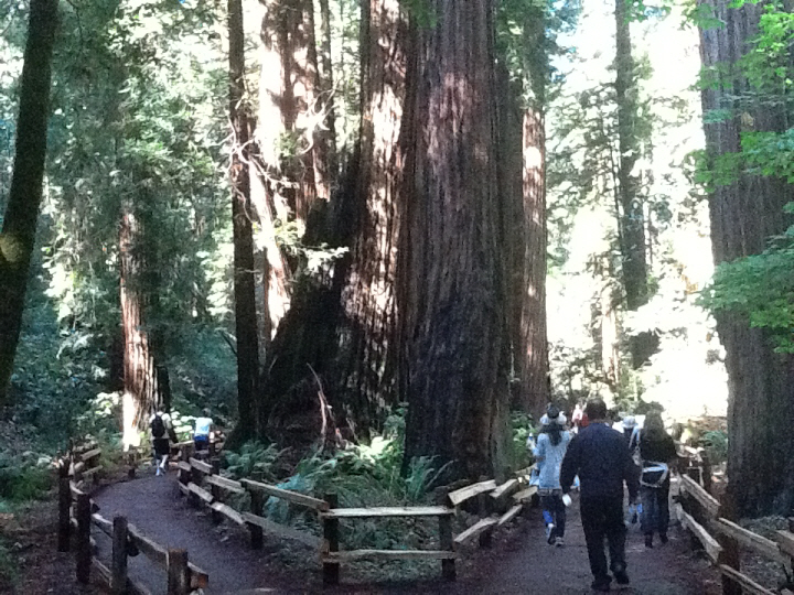 Photo Editor_496.JPG : San Francisco Trip (1) The Muir Woods Park