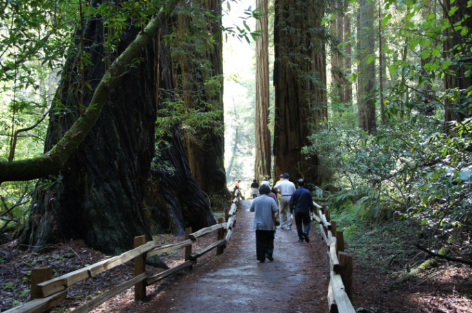 Photo Editor_111013mm Muir Wood.JPG : San Francisco Trip (1) The Muir Woods Park