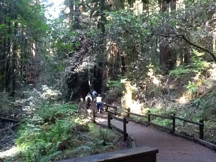 Photo Editor_505.JPG : San Francisco Trip (1) The Muir Woods Park