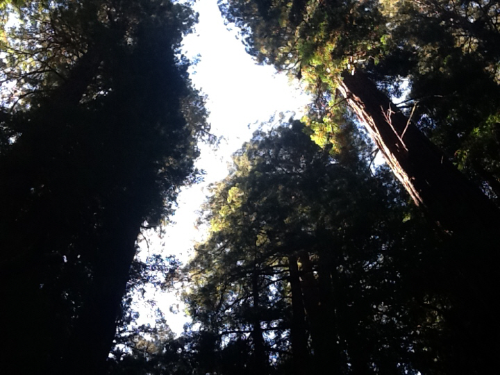 Photo Editor_497.JPG : San Francisco Trip (1) The Muir Woods Park