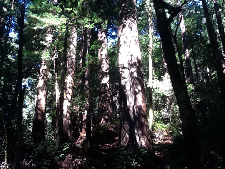 Photo Editor_506.JPG : San Francisco Trip (1) The Muir Woods Park