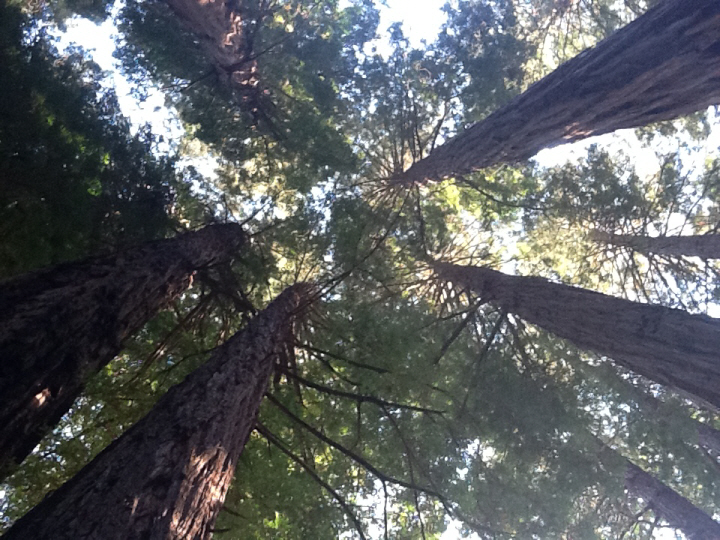 Photo Editor_493.JPG : San Francisco Trip (1) The Muir Woods Park