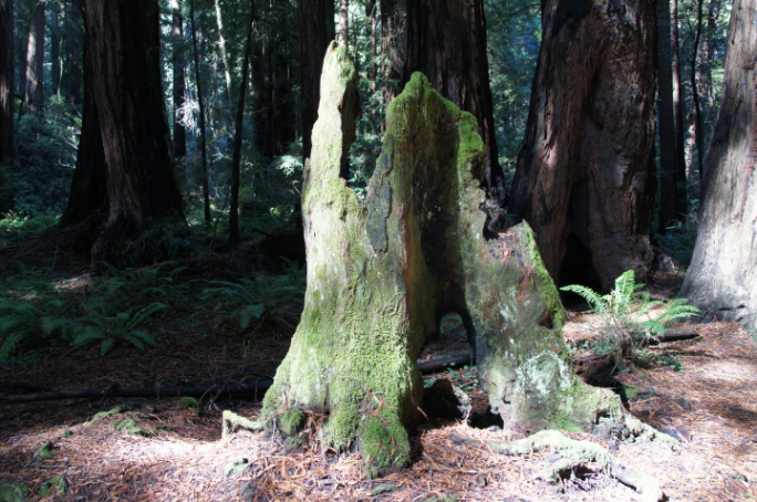 Photo Editor_111013cc Muir Wood.JPG : San Francisco Trip (1) The Muir Woods Park