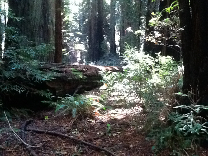 Photo Editor_501.JPG : San Francisco Trip (1) The Muir Woods Park