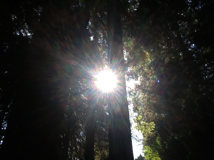 Photo Editor_471.JPG : San Francisco Trip (1) The Muir Woods Park