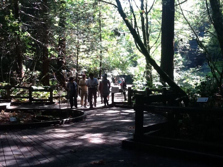 Photo Editor_458.JPG : San Francisco Trip (1) The Muir Woods Park