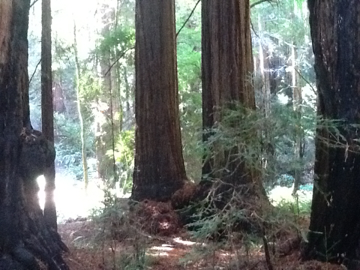 Photo Editor_507.JPG : San Francisco Trip (1) The Muir Woods Park