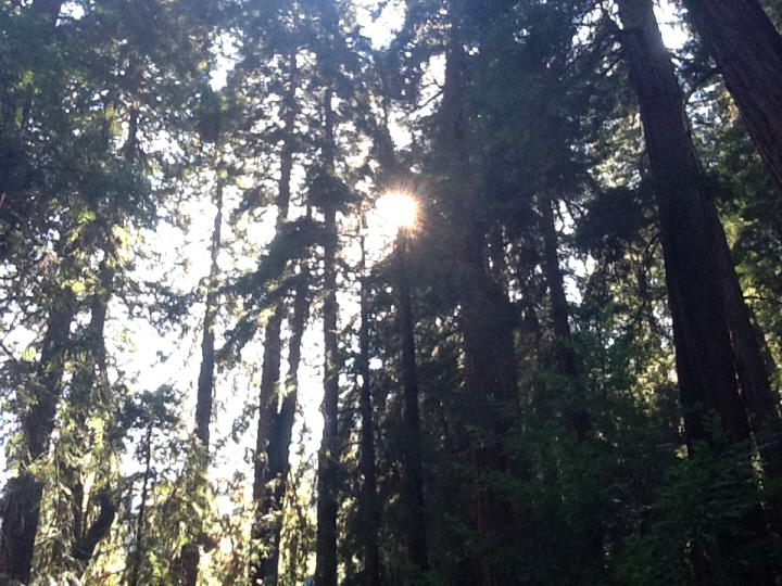 Photo Editor_465.JPG : San Francisco Trip (1) The Muir Woods Park
