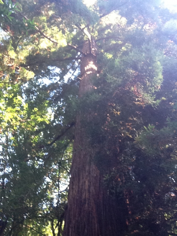 Photo Editor_451.JPG : San Francisco Trip (1) The Muir Woods Park