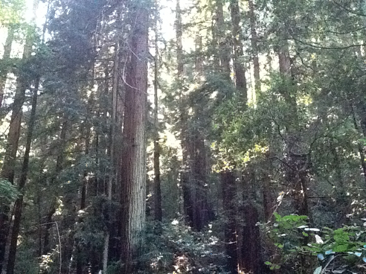 Photo Editor_504.JPG : San Francisco Trip (1) The Muir Woods Park