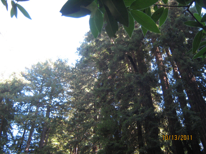 Photo Editor_111013d Muir Wood.JPG : San Francisco Trip (1) The Muir Woods Park