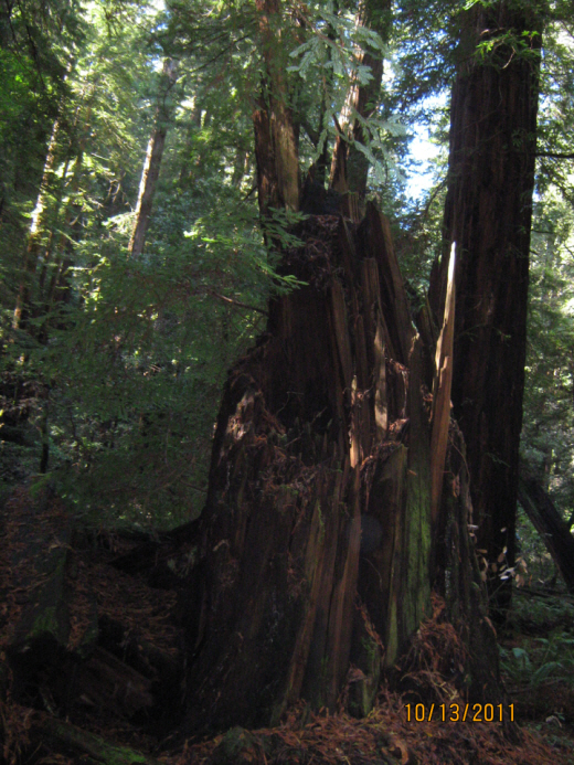 Photo Editor_111013m Muir Wood.JPG : San Francisco Trip (1) The Muir Woods Park