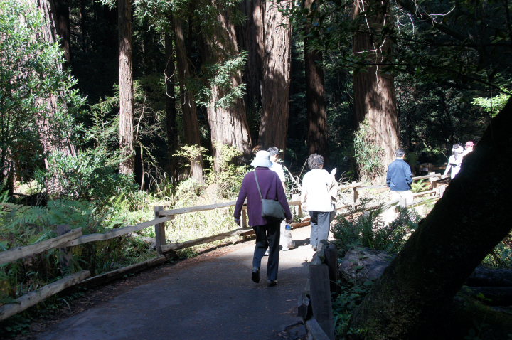Photo Editor_111013y Muir Wood.JPG : San Francisco Trip (1) The Muir Woods Park