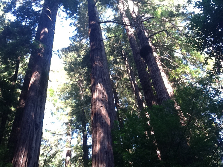 Photo Editor_485.JPG : San Francisco Trip (1) The Muir Woods Park