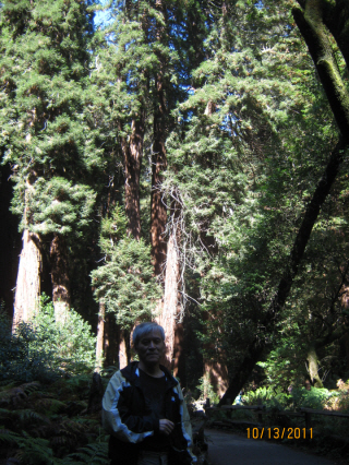 Photo Editor_111013h Muir Wood.JPG : San Francisco Trip (1) The Muir Woods Park