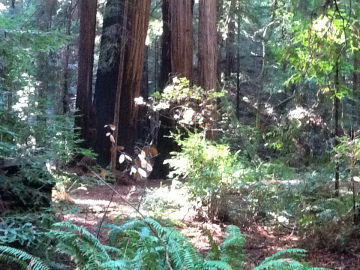 Photo Editor_499.JPG : San Francisco Trip (1) The Muir Woods Park