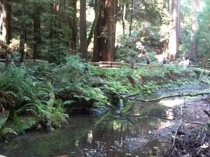 Photo Editor_483.JPG : San Francisco Trip (1) The Muir Woods Park